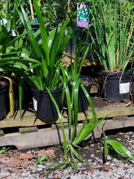 Image result for Neomarica northiana