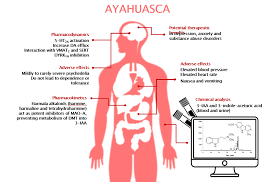 Pharmaceuticals Free Full Text Toxicokinetics And Toxicodynamics Of Ayahuasca Alkaloids N N Dimethyltryptamine Dmt Harmine Harmaline And Tetrahydroharmine Clinical And Forensic Impact Html
