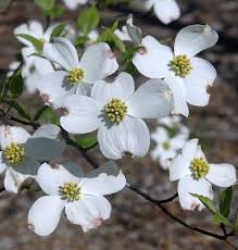 Dogwood tree appearance dogwoods are small trees or shrubs that may be anything from 3 to 40 feet in height. Dogwood