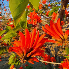 Image result for Erythrina lysistemon