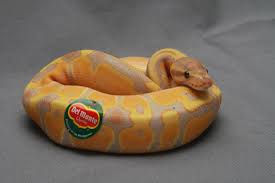 Radical Ayyys And Bees Meenah And The Diamonds Baby Ball Python Cute Snake Ball Python Morphs