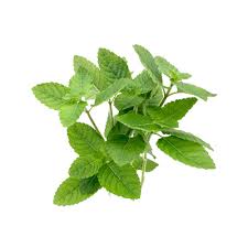 Image result for Platostoma strictum