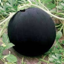 10pcs A Bag Glass Ball Watermelon Plants Gardening Flowers Potted Fruit Seeds Ebay Watermelon Seeds Watermelon Plant Watermelon Fruit