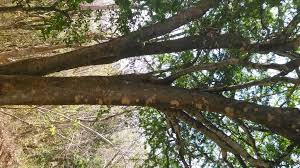 Image result for Crossopetalum mossambicense