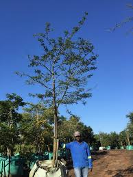 Image result for Acacia robusta