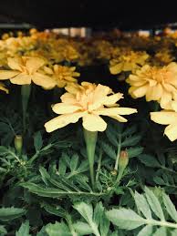 Aesthetic Black And Yellow Flowers Yellow Flowers Photography Nature Aesthetic Tumblr Theme Green Spring Petals Nature Aesthetic Green Aesthetic Photography Inspiration Nature