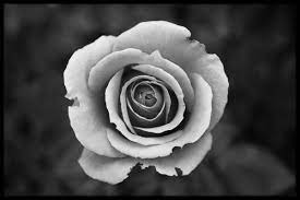 Your black white stock images are ready. White Rose In Black And White Poster