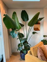 Image result for Strelitzia nicolai