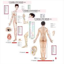 us 15 68 hd bilingual female standard meridian points of human wall charts 3x front side back chinese and english for self care in flip chart from