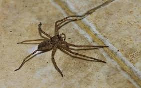 Cleaning house exterior to get rid of spiders. Common Mistakes Homeowners Make To Attract Spiders
