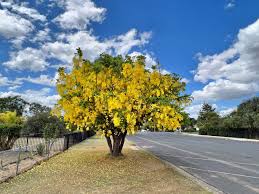 Image result for Cassia fistula