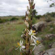 Image result for Chlorophytum bowkeri