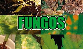 Latinha,gelatina,tampinhas,adesivos,marmita redonda e toppers cupcakes bigodes e bocas fundo vermelho preto e branco Tipos De Fungos Na Cannabis Prevencao Recursos E Tratamentos