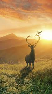 Deer Mountains Bird Landscape Sunset 4k Ultra Hd Mobile Wallpaper Deer Wallpaper Deer Photos Animal Wallpaper See more wallpaper wildlife animals, wildlife wallpaper, wildlife different wallpaper, hunting wildlife wallpaper, unique wildlife backgrounds a mobile wallpaper is a computer wallpaper sized to fit a mobile device such as a mobile phone, personal digital assistant or digital audio player. pinterest