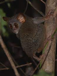 The tarsier is arboreal, meaning they spend their entire life in trees. Siau Island Tarsier Wikipedia