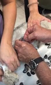 A larva /ˈlɑːrvə/ (plural larvae /ˈlɑːrviː/) is a distinct juvenile form many animals undergo before metamorphosis into adults. The Cuterebra Parasite North Hill Animal Hospital