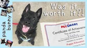I am considering taking a petsmart or petco training class to take with my puppy. Petsmart Puppy Training Review Pandabunny Youtube