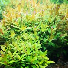 Image result for Nesaea dinteri