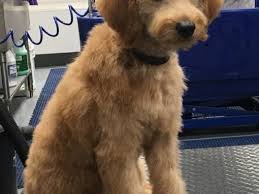 Teddy bear dogs are snuggly pups that bear a striking resemblance to, well, teddy bears. Gallery Wags To Riches Dog Grooming
