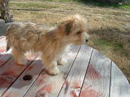Black And Tan Yorkie Poo Puppies For Sale This Is So Our Little Louie A Light Color That Turns Dark Towards His Back Morkie Puppies Morkie Puppies For Sale