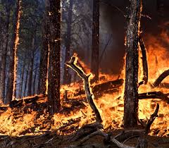 Image result for tbn:XVFRz-6Maj2JLM::www.jolmag.co.za/wildfire/images/Logos/vuvuzela_header.jpg