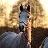 Malin baryard (malin birgitta barijard johnsson, born 10 april 1975 in söderköping, östergötland, sweden) is a swedish equestrian, competing in show jumping. Https Encrypted Tbn0 Gstatic Com Images Q Tbn And9gcti26yuy Ekdhpyhzcjny 1s3krurmg0wybuuwvs2jeho52mgg7 Usqp Cau