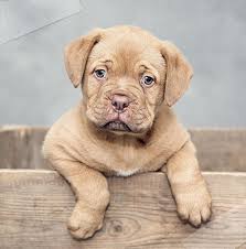 All stores clothing store convenience store department store electronics store furniture store hardware store home goods store jewelry store liquor store pet store shopping mall supermarket. Wellness Pet Supplies The Highest Quality Natural And Holistic Pet Supplies In The Rogue Valley