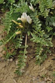 Image result for Dichilus reflexus