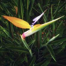 Pin On Bird Of Paradise Strelitzia