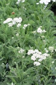 Image result for Achillea millefolium