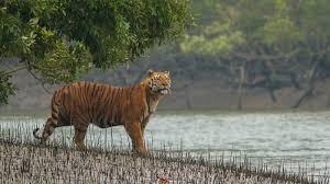 Freefire #name #change if you like this video so.like share and also subscribe my chanel. Big Cat Comeback How India Is Restoring Its Tiger Population Yale E360