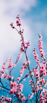 Cherry blossom iphone wallpaper group 43 download for free. Cherry Blossom Iphone X Hd Wallpapers Ilikewallpaper