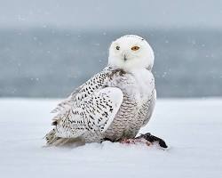 snowy owlの画像