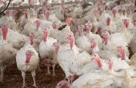 If you develop flu symptoms. Germany Hungary Poland Report Avian Flu In Poultry Wattagnet