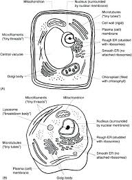 Plant and animal cell worksheets. Animal And Plant Cell Coloring Pages Coloring Home