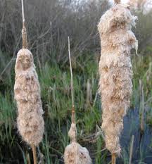 Image result for Typha