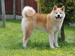 akita inu a leghiresebb fajta japanbol megjelenese egeszsegugyi apolasi es karbantartasi kep es video akita inu sobaka porody akita akita