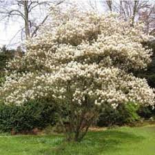 Amelanchier Lamarckii Clarenbridge Garden Centre Shade Plants Shade Trees Sun Plants