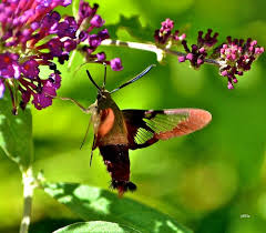 Maybe you would like to learn more about one of these? Minnesota Seasons Hummingbird Clearwing