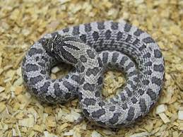 Pin On Boas And Western Hognose