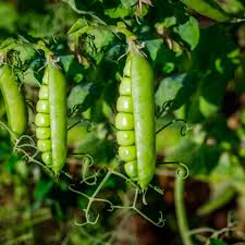 We did not find results for: 3 Types Of Peas For Your Garden
