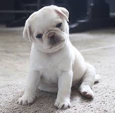 Browse thru our id verified puppy for sale listings to find your perfect puppy in your area. Black Pug Puppies Price In India News At Puppies Api Ufc Com