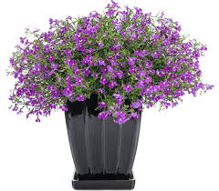 Image result for Lobelia fervens