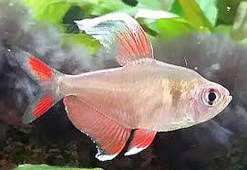 Image result for Tetradenia bainesii