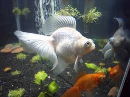 S p p p 3 9 o s 7 n s o h r e d p v 2 d (pair) red telescope eye butterfly tail 4 live. Telescope Goldfish Wikiwand