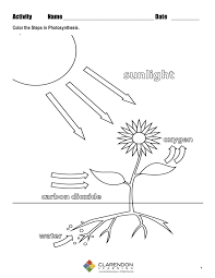 In this activity, students will act out both processes (photosynthesis and cellular respiration) disciplinary core ideas. Worksheets Photosynthesis Grade Printable And Science Activity Printing For Free Free Printable Science Worksheets On Photosynthesis Worksheet Mathworks 6th Grade Math Problems With Answers Time For Kids Comprehension Quiz Answers Digital Time