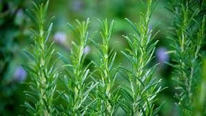 How to save a dying rosemary plant. How To Grow Rosemary Stuff Co Nz