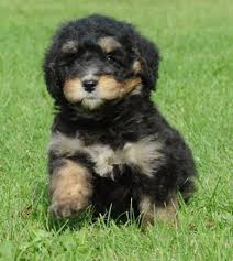 Be the first to know! Mini Bernedoodle Bournemouth Dorset Pets4homes