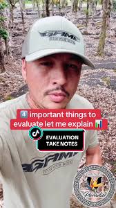 How Often Should You Train Your Bird Gamefowl