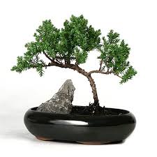 Make the line as tall as you'd like your fir tree to be. 5 Easy Steps In Creating A Bonsai Plant